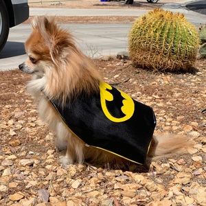 Superhero pet cape